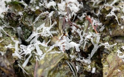 Traditional Balsamic Roasted Kale