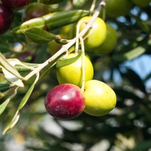 Melgarejo Picual Medium Intensity from Spain