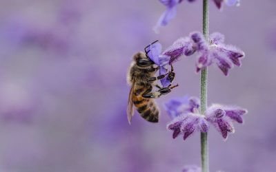 Lavender & Honey Balsamic Vinaigrette