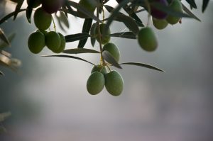 Picholine Medium Intensity from Australia