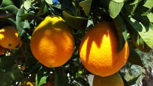 Oranges